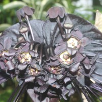 Tacca chantrieri André